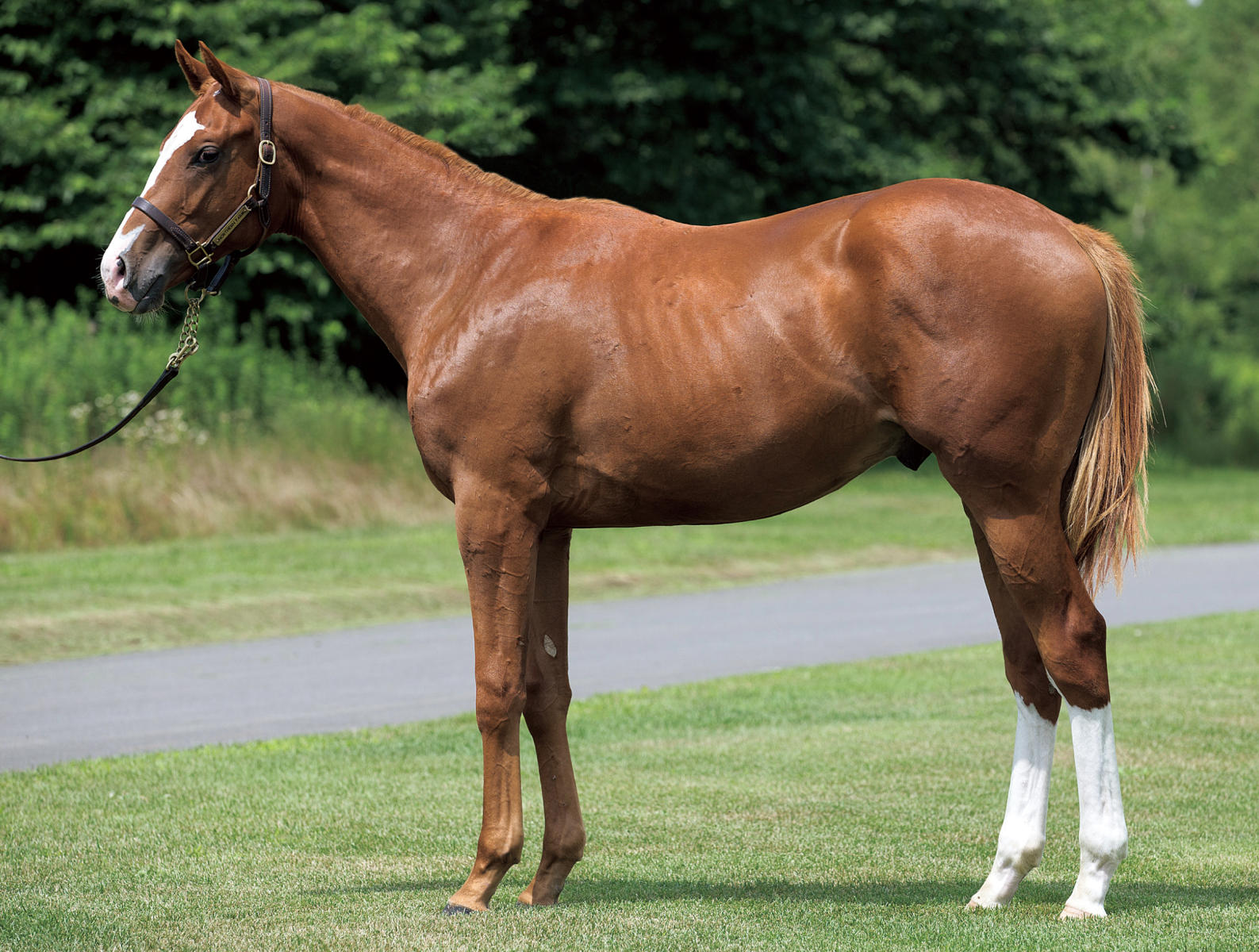 初めて見た1枠の染め分け帽 アルーアキャロルの場合